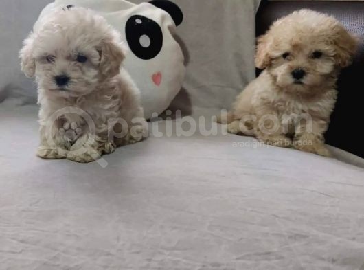 Anne Altından 60 Günlük F1 Maltipoo Yavrum görsel