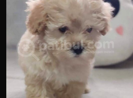 Anne Altından 60 Günlük F1 Maltipoo Yavrum görsel