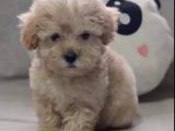 Anne Altından 60 Günlük F1 Maltipoo Yavrum