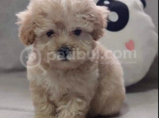 Anne Altından 60 Günlük F1 Maltipoo Yavrum görsel