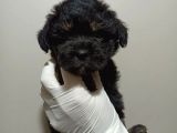 Mükemmel Kalitede Toy Poodle Yavru