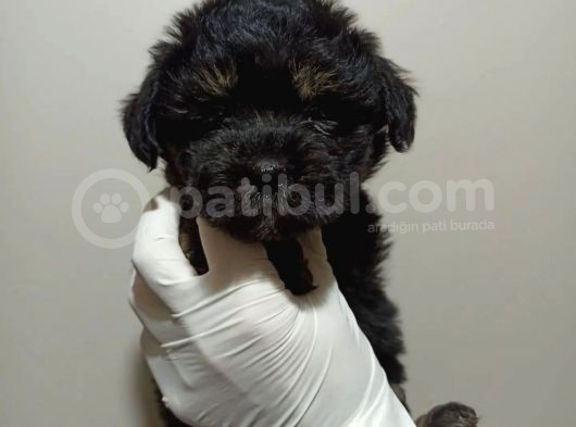 Mükemmel Kalitede Toy Poodle Yavru