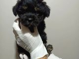 Mükemmel Kalitede Toy Poodle Yavru