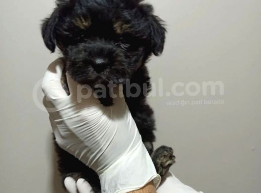 Mükemmel Kalitede Toy Poodle Yavru görsel