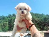 Maltesse Terrier Cinsi Güzel Yavrular 