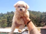 Maltesse Terrier Cinsi Güzel Yavrular 