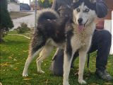 Maviş Gözlü Safkan Husky Minikler