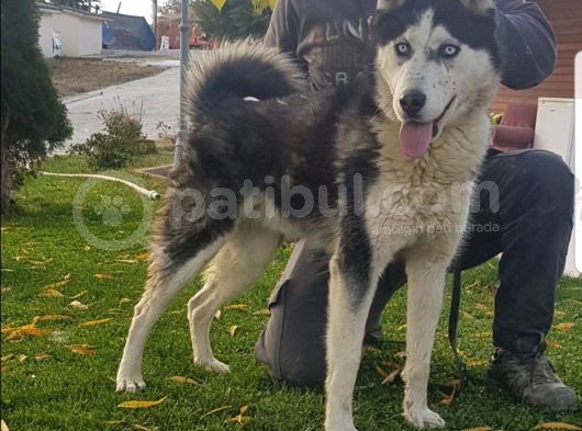 Maviş Gözlü Safkan Husky Minikler görsel