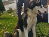 Maviş Gözlü Safkan Husky Minikler