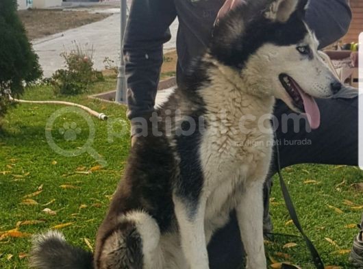 Maviş Gözlü Safkan Husky Minikler görsel