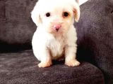 Maltesse Terrier Cinsi Güzel Yavrular 