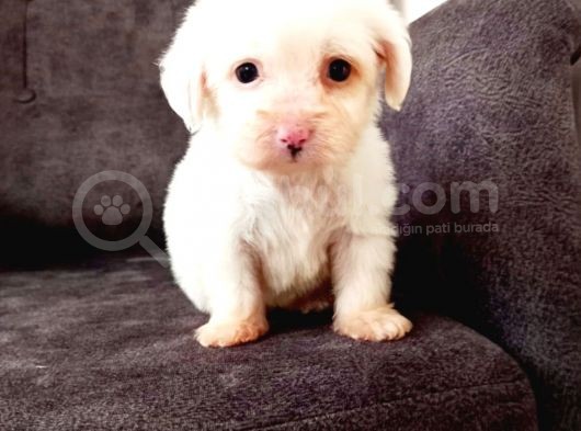 Maltesse Terrier Cinsi Güzel Yavrular 