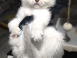 Show Kalite British Shorthair Erkek