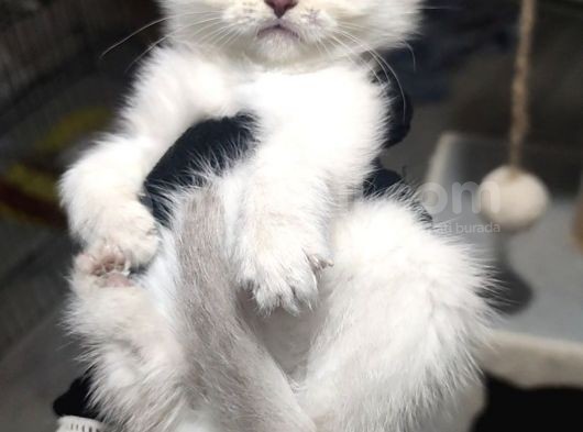 Show Kalite British Shorthair Erkek görsel