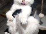 Show Kalite British Shorthair Erkek