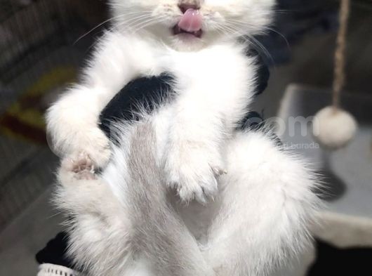 Show Kalite British Shorthair Erkek görsel