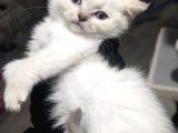 Show Kalite British Shorthair Erkek