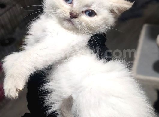 Show Kalite British Shorthair Erkek