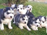 Maviş Gözlü Safkan Husky Minikler