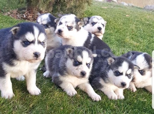 Maviş Gözlü Safkan Husky Minikler görsel