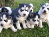 Maviş Gözlü Safkan Husky Minikler