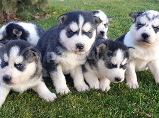 Maviş Gözlü Safkan Husky Minikler görsel