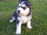 Maviş Gözlü Safkan Husky Minikler