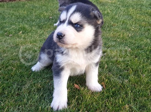 Maviş Gözlü Safkan Husky Minikler görsel