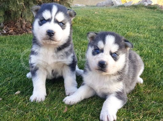 Maviş Gözlü Safkan Husky Minikler