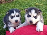 Maviş Gözlü Safkan Husky Minikler