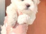 Maltesse Terrier Cinsi Güzel Yavrular 