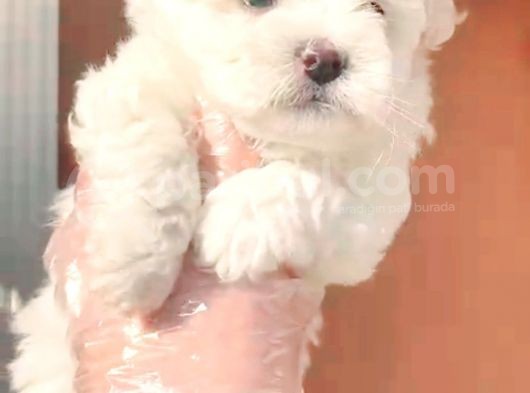 Maltesse Terrier Cinsi Güzel Yavrular  görsel