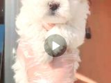 Maltesse Terrier Cinsi Güzel Yavrular 
