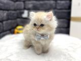 Üst Düzey Baby Face Chi̇nci̇lla