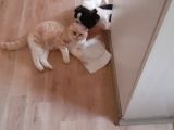 Anne Altından Sağlıklı Yavrular French Bulldog