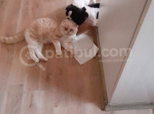 Anne Altından Sağlıklı Yavrular French Bulldog görsel