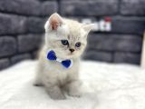 Mavi̇ Göz Baby Face Bri̇ti̇sh Shorthai̇r