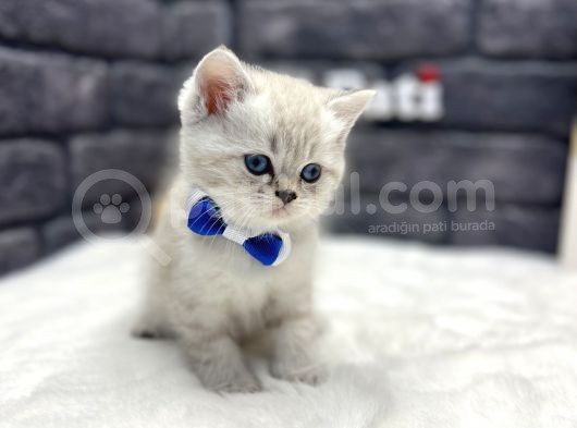 Mavi̇ Göz Baby Face Bri̇ti̇sh Shorthai̇r