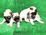 Gül Kuyruklu Safkan Krem Di̇şi̇ Ve Erkek Pug