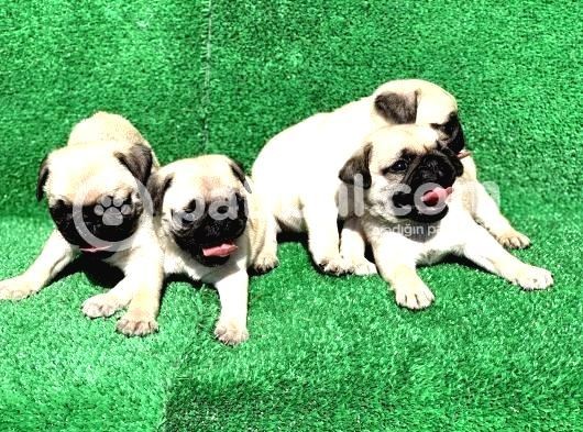 Gül Kuyruklu Safkan Krem Di̇şi̇ Ve Erkek Pug görsel
