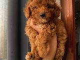 Çocuklarınıza En İyi Arkadaş Poodle Bebekler