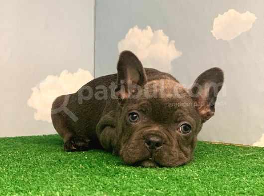 En Özel Renk Blue French Bulldog ( Dişi ) görsel