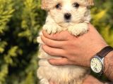 Küçük Morkie Kizim