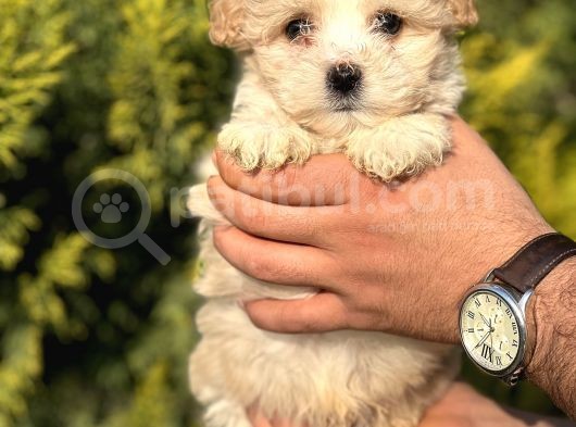 Küçük Morkie Kizim
