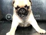 Üst Kalite Safkan Pug Mops Dişi Ve Erkek