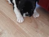 Anne Altından Sağlıklı Yavrular French Bulldog