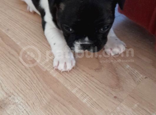Anne Altından Sağlıklı Yavrular French Bulldog görsel