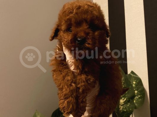 Muhteşem Kalite Poodle Bebekler görsel