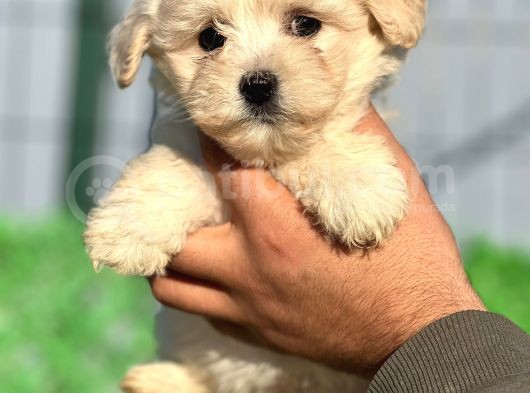Maltipoo Bebeklerim görsel