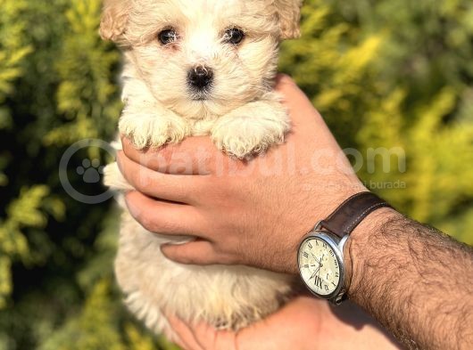 Küçük Morkie Kizim görsel